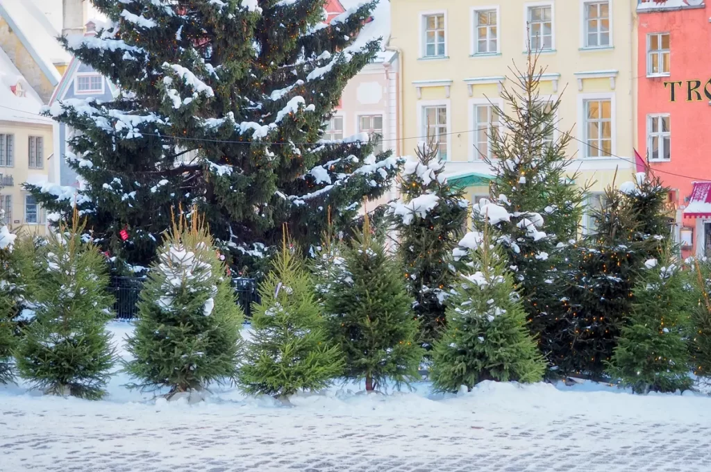 クリスマスツリーに使われる木