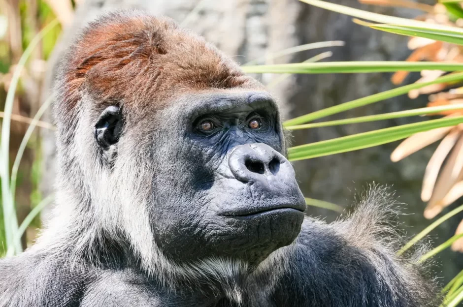 9月24日は「世界ゴリラの日」プレゼントにおすすめゴリラグッズ特集