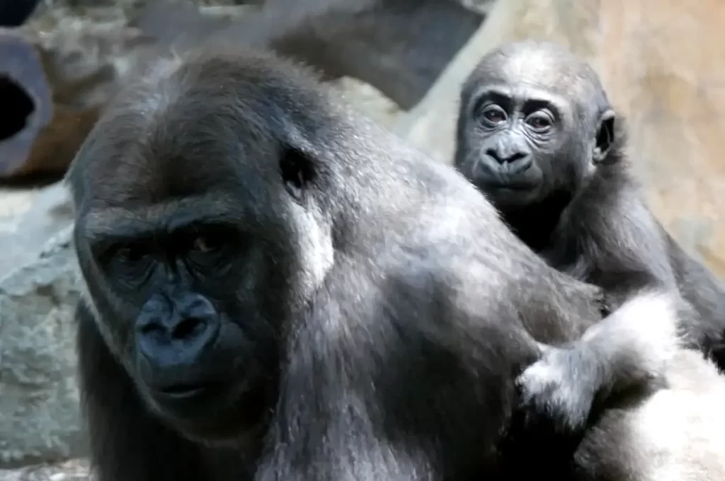 「世界ゴリラの日」の由来