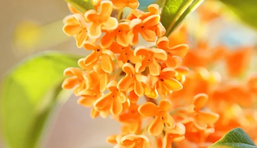 本物に近い自然な香り♪ 金木犀好きに喜ばれるプレゼント特集